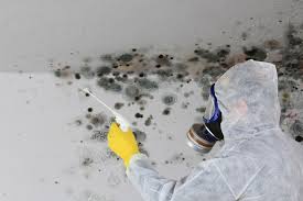 Best Mold Damage Restoration  in Fall River, WI